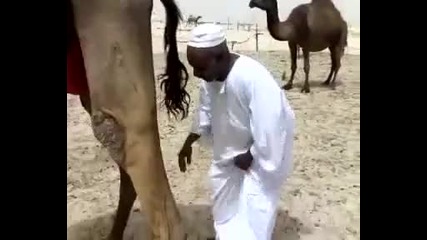 Никога не минавай под камила