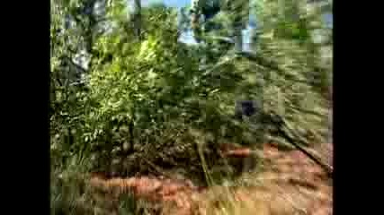 When Animals Strike - Shocking Bear Attack
