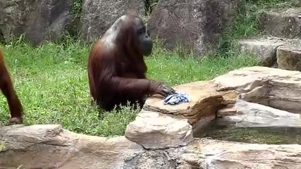 Орангутан Се Охлажда Като Човек