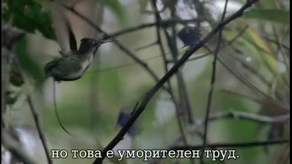 Bbc - Колибрите