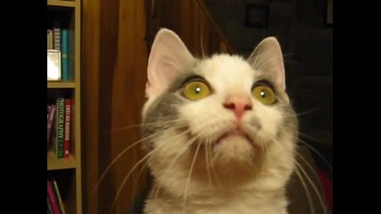 Това е Луда Котка ! 