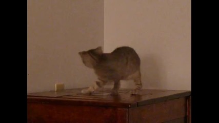 Коте си гони опашката 