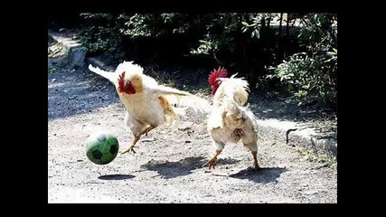 Много смешно ;ddd Chicken song ;ddd 