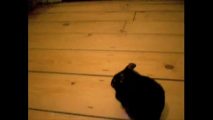 Black Hamster