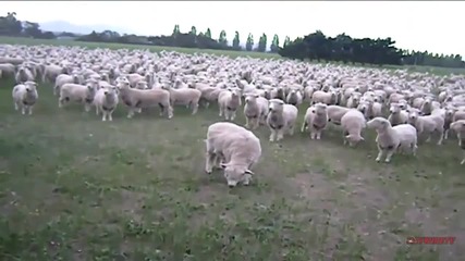 Смях! Овце протестират.