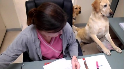 Куче което помага на рецепцията в офиса