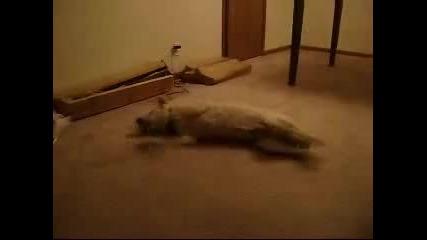 куче сънува