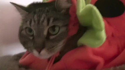 Cute Halloween Cat 