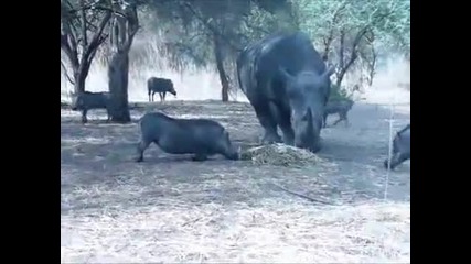 Удивително Носорог размазва глиган ;хх