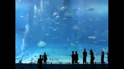 Най - големия аквариум в света