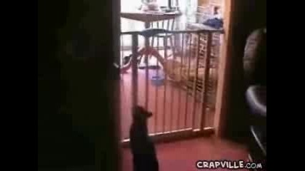 Котка Се Учи Да Скача