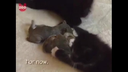 Котка отглежда малки катерички 