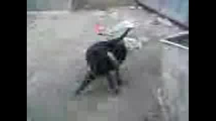 Куче