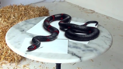 Отлична оптична илюзия на змия!