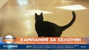 Кампания за Хелоуин: Благотворителна организация призова да се осиновяват черни котки