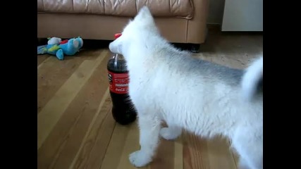Кутре- фен на Coca-cola