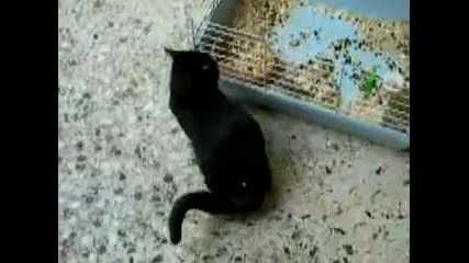 Котка дразни знаек, познайте какво се случва 