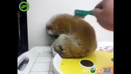 Много сладко лемурче