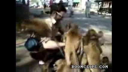 Много хубав момент за маймунките