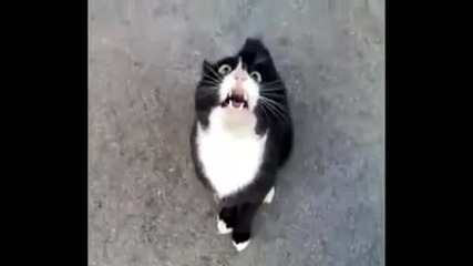 Котка певец 