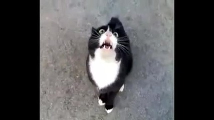 Котка певец
