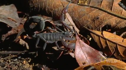 Най-смъртоносните в света - Скорпиони канибали се бият до смърт..