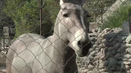 Критично застрашен вид диво магаре се роди в зоологическата градина в Чили (ВИДЕО)