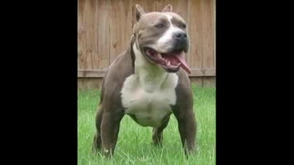 pit bull peliando