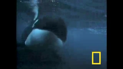 Killer Whale vs Sea Lions 