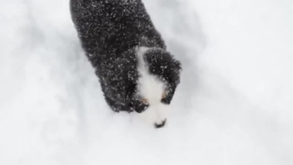 Kученце за първи път в снега