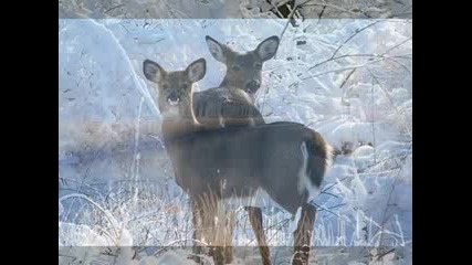 Sacred Spirit - Land Of Grace