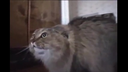 котката или стопанката мяукат...!