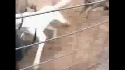 Pitbull - Dogo Argentino 