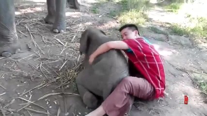 Слончето обича да го гушка
