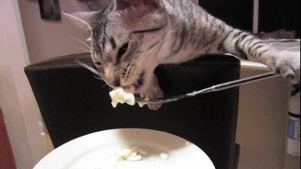 Коте се храни с вилица