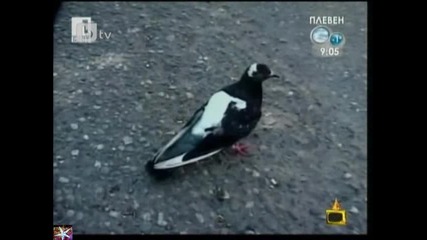 Арест на гълъб наркотрафикант, 03 февруари 2011, Господари на ефира 