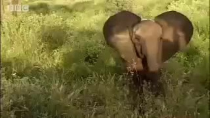 Baby calf emergency rescue - Bbc Animals 
