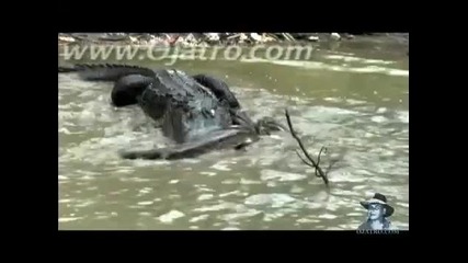 Python vs Alligator 01, Python attacks Alligator -