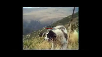 Romanian Shepherd Dog vs Bear - Кучета срещу мечка