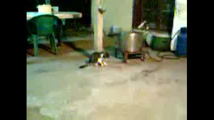 Коте бяга след зелен лазер