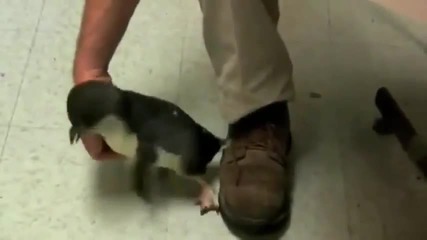 Малко пингвинче умира от гъдел! Смях!