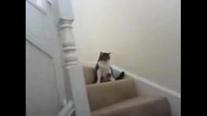 Пияна Котка