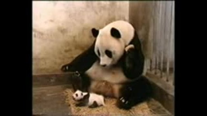 Funny Videos