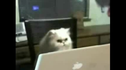 Cat At Work