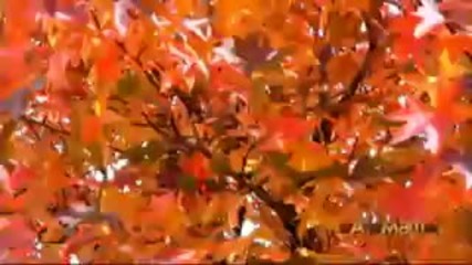 Ray Lynch - Celestial Soda Pop - Autumn Colors in Japan - Relaxation And Meditation Video 