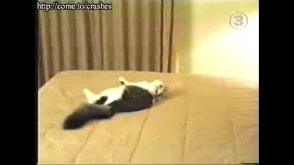 Лудата Котка - Смях