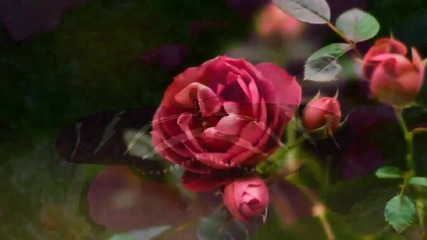 Beautiful flower and butterfly