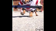 Кучето Крузо играе хокей