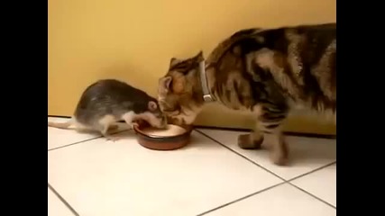 Много толерантна котка !