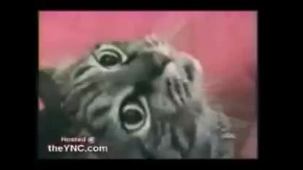 Talking Cat 